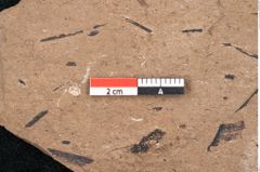 Foto (Detailansicht) von Araucaria sternbergii Goeppert (NHMW-GEO-2024-0188-8287)